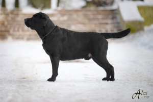 balu1