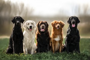 curly coated retriever, golden retriever, labrador, nova scotia duck tolling retriever and flat coated retriever dogs sitting together outdoors